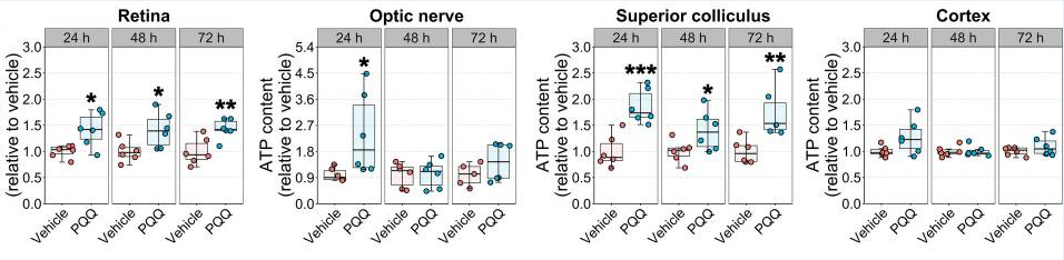 古特生物 PQQ給藥對體內(nèi)視覺系統(tǒng)組織ATP水平的影響