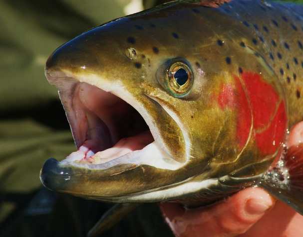 提升生長性能 提升生長性能