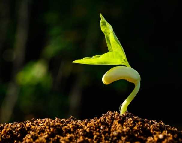 緩解多種非生物脅迫 緩解多種非生物脅迫
