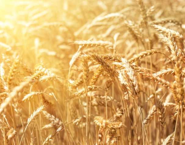 谷胱甘肽在多種非生物脅迫中的作用 谷胱甘肽在多種非生物脅迫中的作用