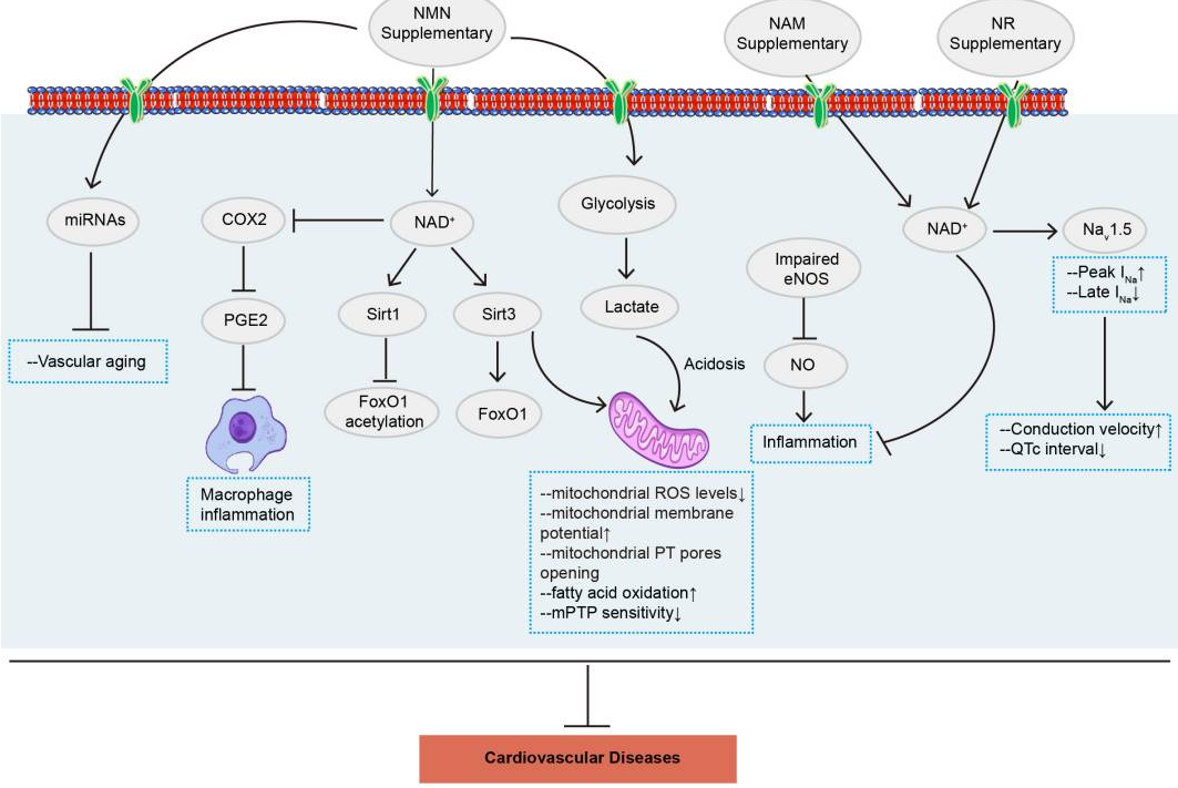 NMN通過多種信號(hào)通路改善心血管疾病 NMN通過多種信號(hào)通路改善心血管疾病