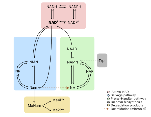 NAD+生物合成途徑動態(tài)示意圖 NAD+生物合成途徑動態(tài)示意圖